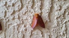 Anisota virginiensis