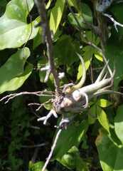 Tillandsia paucifolia
