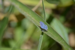 Hemiargus hanno hanno