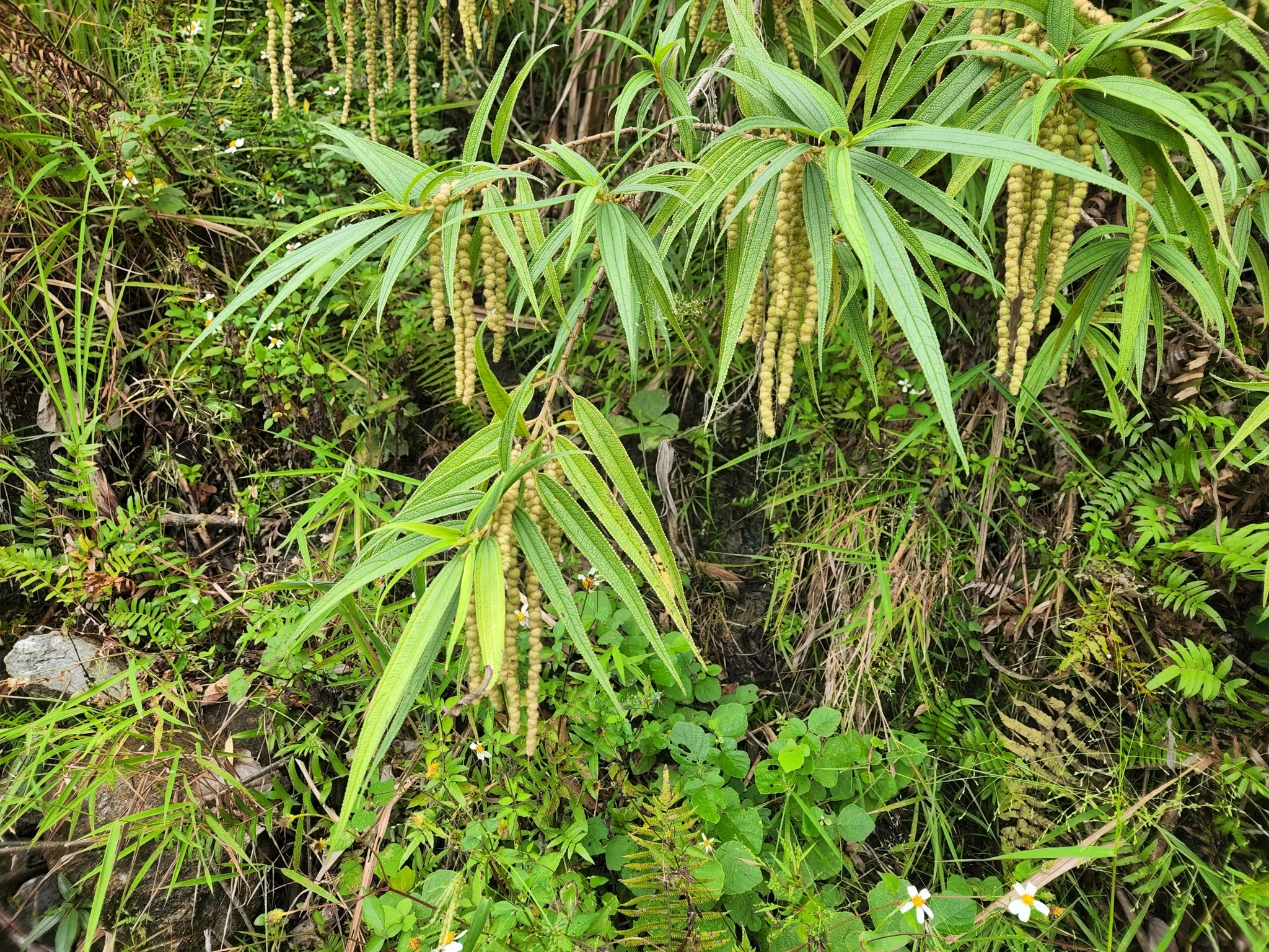 Boehmeria penduliflora — ảnh 2