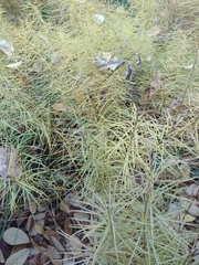 Amsonia hubrichtii