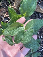 Lithospermum helleri