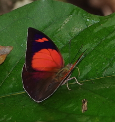 Fountainea ryphea
