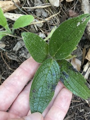 Lithospermum helleri