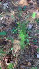 Eupatorium capillifolium