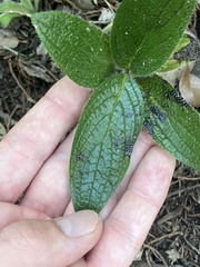 Lithospermum helleri