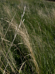 Stipa
