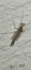 Chironomus