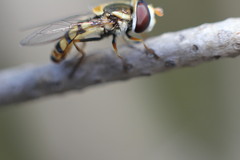 Simosyrphus grandicornis