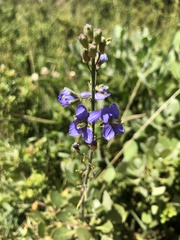 Heliophila linearis linearifolia