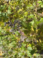 Ligustrum ovalifolium