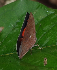 Fountainea ryphea