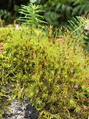 Polytrichum strictum