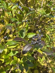 Ligustrum ovalifolium