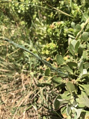 Heliophila linearis linearifolia
