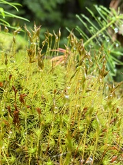 Polytrichum strictum