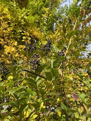 Ligustrum ovalifolium