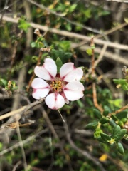 Adenandra uniflora