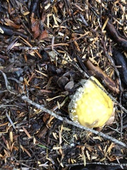 Amanita junquillea