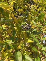 Ligustrum ovalifolium