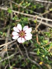Adenandra uniflora