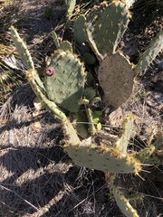 Opuntia lindheimeri