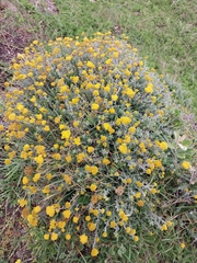Helichrysum cymosum