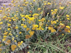 Helichrysum cymosum