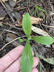Lithospermum helleri