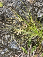 Cyperaceae