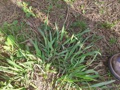 Paspalum dilatatum