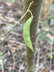 Phaseolus texensis