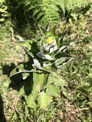 Helichrysum foetidum