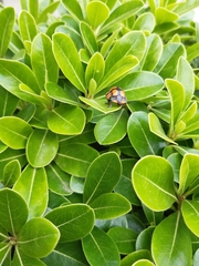 Botanochara angulata