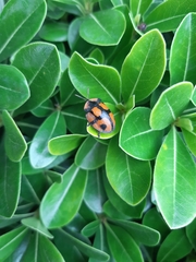 Botanochara angulata