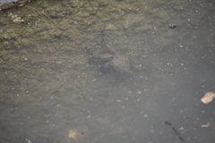 Metopograpsus frontalis