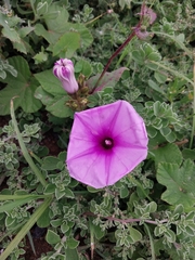 Ipomoea ficifolia