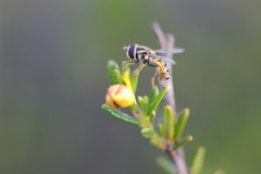 Simosyrphus grandicornis