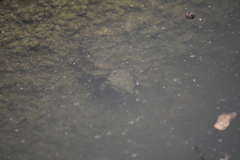 Metopograpsus frontalis