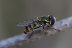 Simosyrphus grandicornis