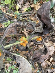 Triosteum