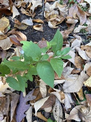 Styrax americanus
