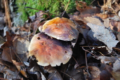 Hypholoma lateritium