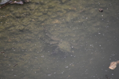 Metopograpsus frontalis
