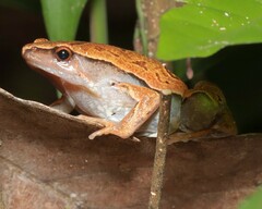 Hamptophryne boliviana
