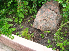 Cotoneaster hjelmqvistii