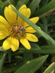 Apis mellifera scutellata