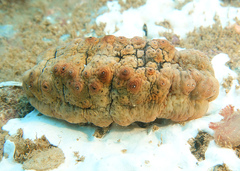 Stichopus