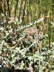 Plecostachys serpyllifolia