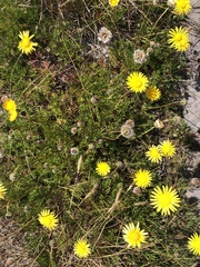 Ursinia